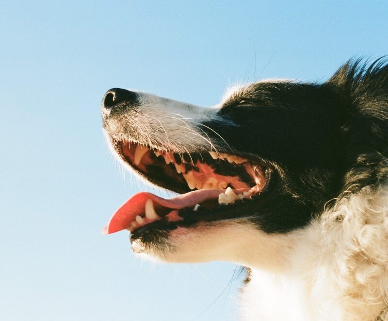 how to get rid of yellow teeth on dogs