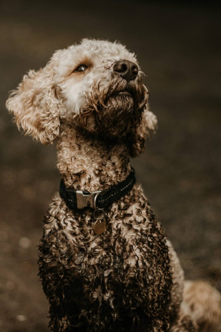 How to Keep Your House Clean with Dogs