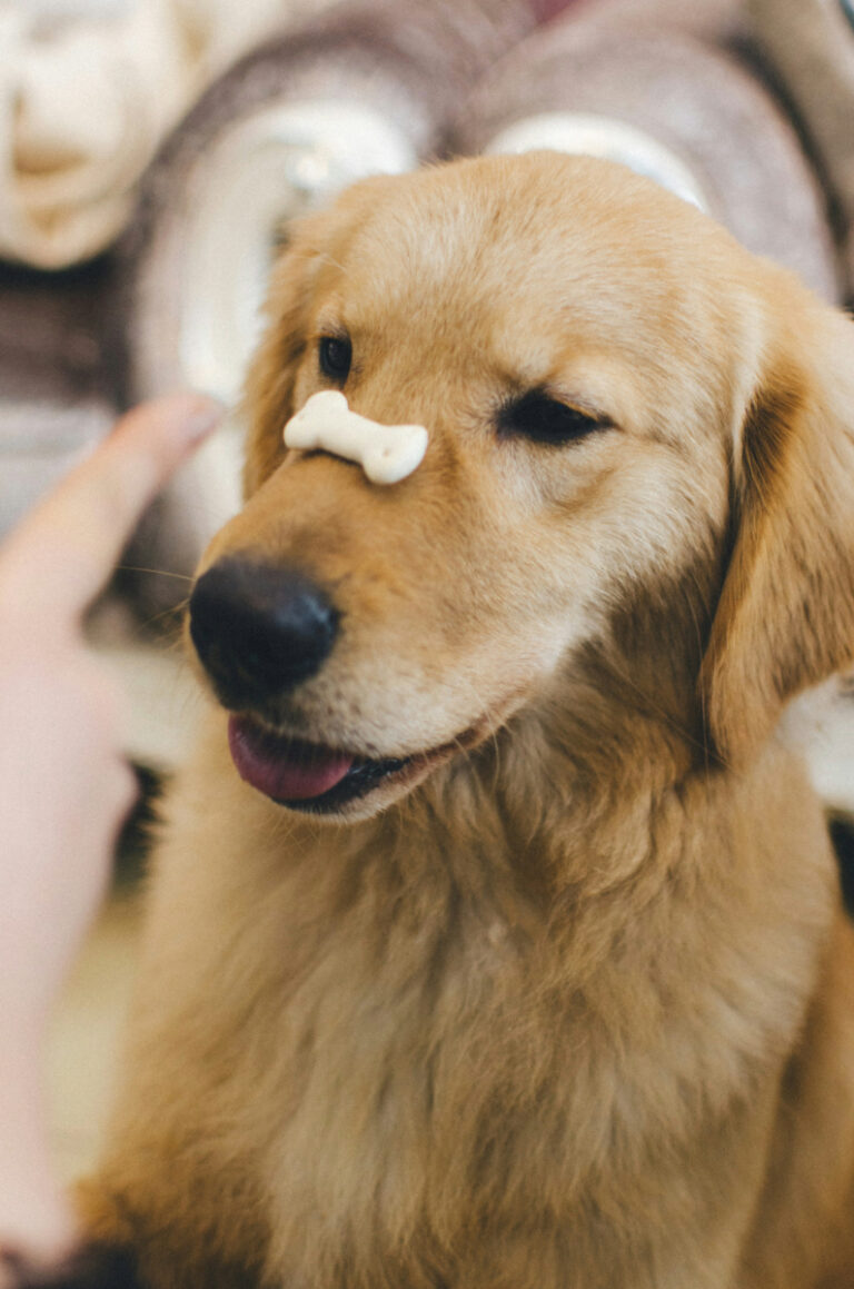healthy homemade dog treats recipes
