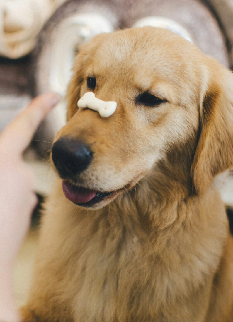 healthy homemade dog treats recipes